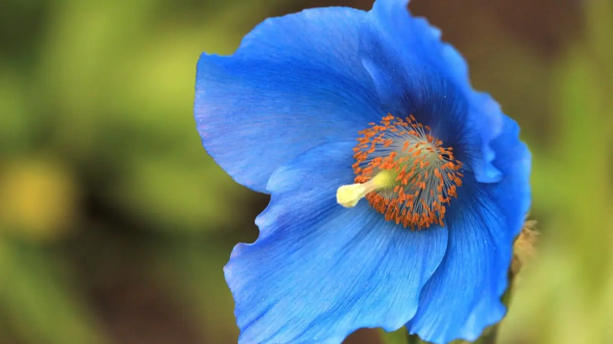 Blue Poppy