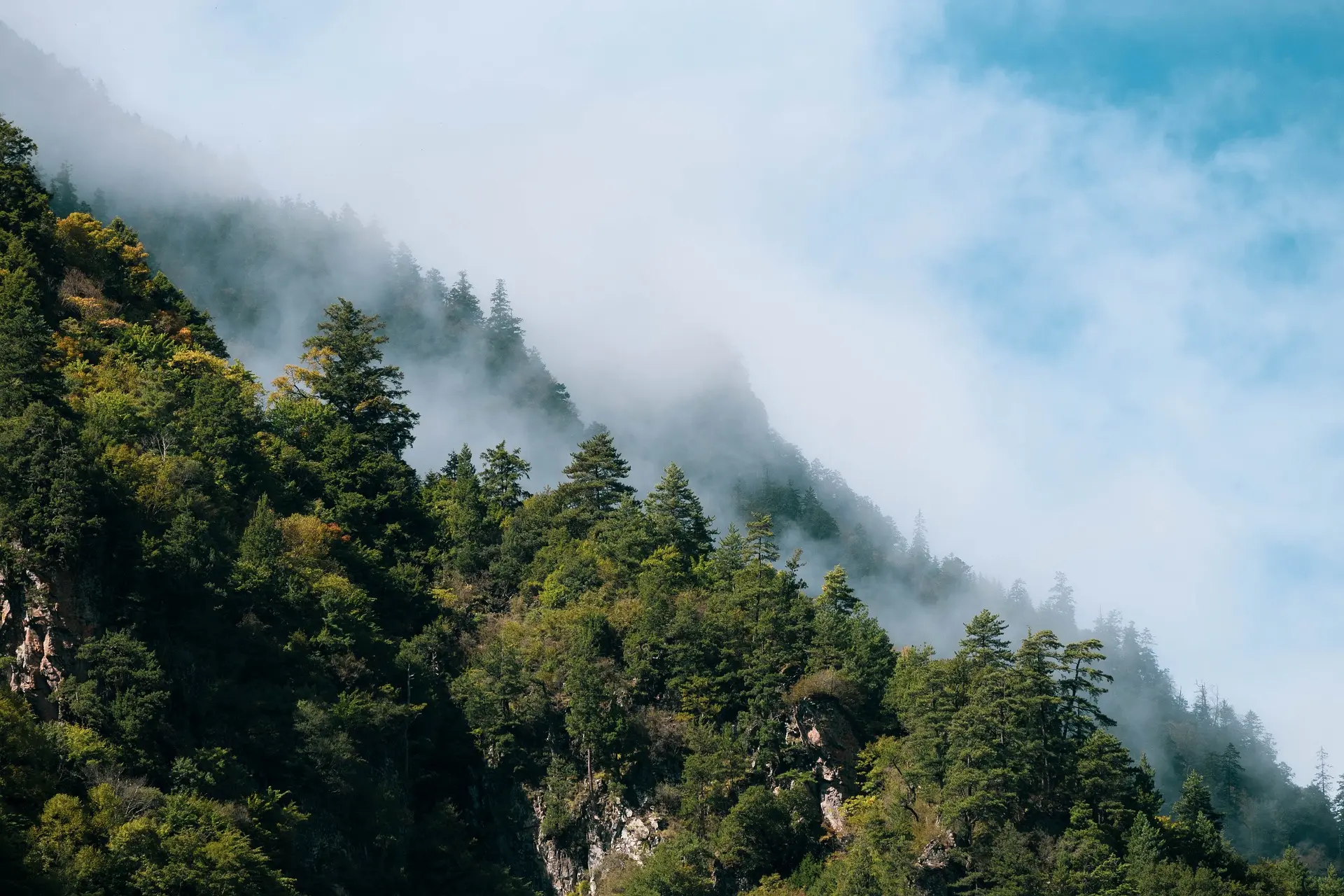 Jigme Dorji National Park 